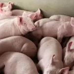 Carreta com porcos tomba na BR-163 e motorista sai ileso